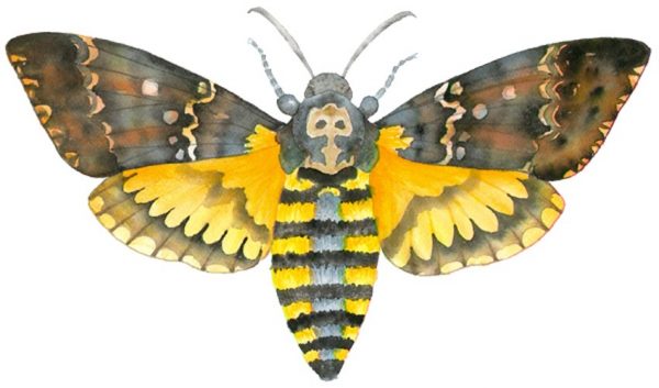 Death's Head Moth by Lucy Arnold