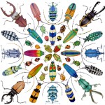 Beautiful-Beetles-lg-w