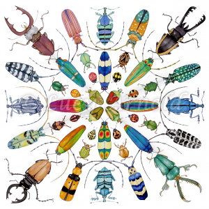 Beautiful Beetles by Lucy Arnold