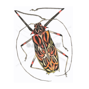 Harlequin Beetle by Lucy Arnold