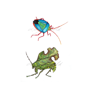 Stinkbug-&-Bolivar's-Katydid by Lucy Arnold