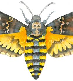 Death's Head Moth Acherontia-atropos by Lucy Arnold