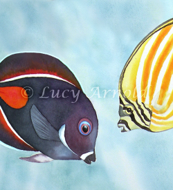 Achilles Tang & Ornate Butterflyfish