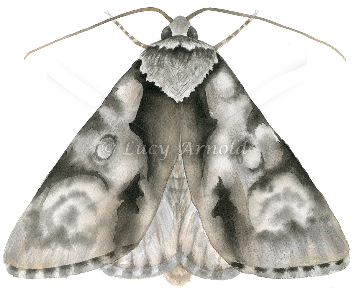 Funerary Dagger Moth Acronicta-funeralis by Lucy Arnold