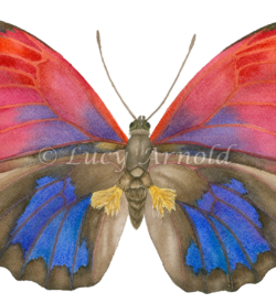 Butterfly watercolor by Lucy Arnold