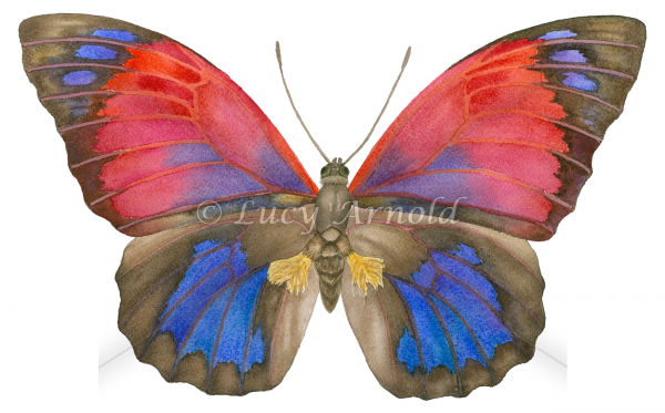 Butterfly watercolor by Lucy Arnold