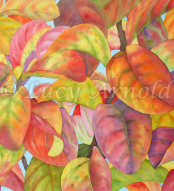 Colorful autumn leaves of Crepe Myrtle