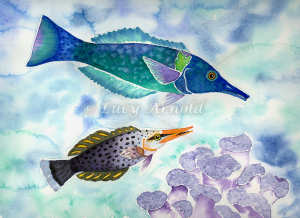 Bird Wrasse watercolor by Lucy Arnold