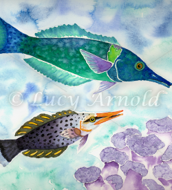 Bird Wrasse watercolor by Lucy Arnold