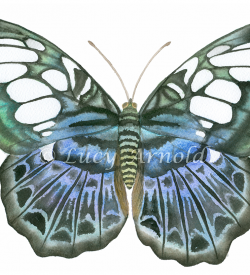 Blue Clipper butterfly, Parthenos sylvia