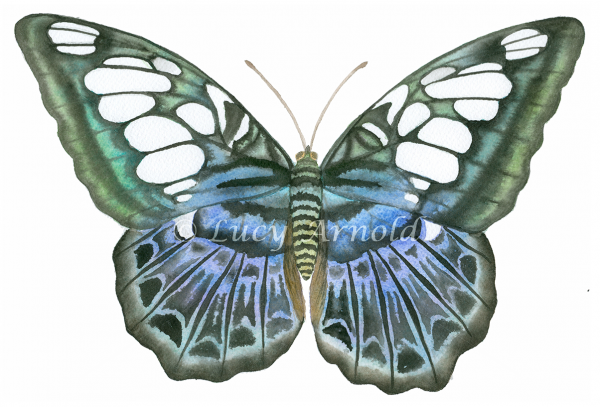 Blue Clipper butterfly, Parthenos sylvia