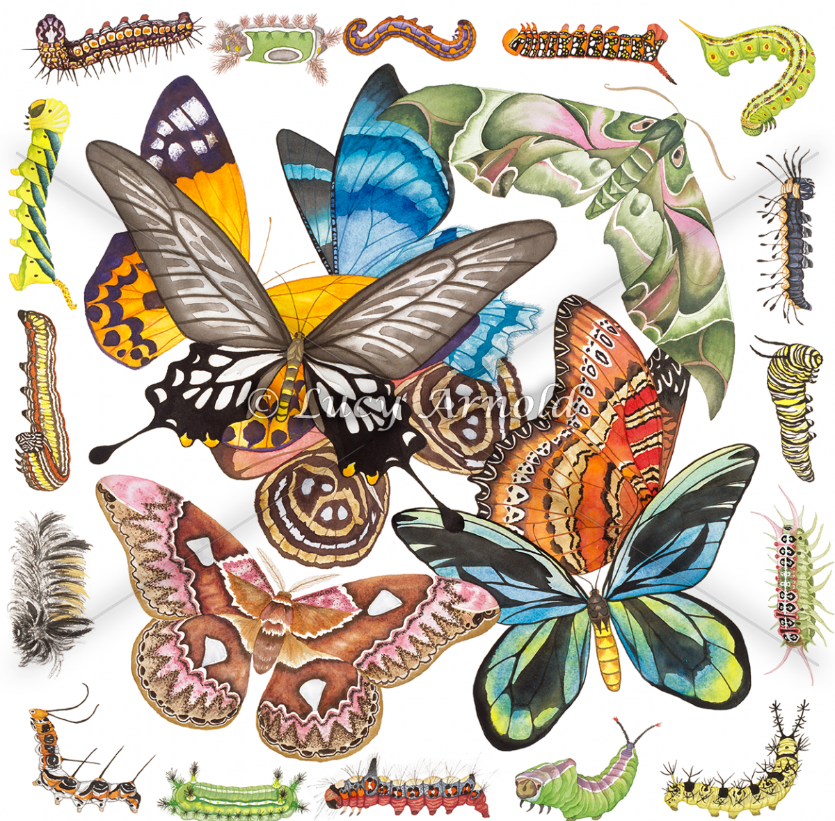 Caterpillars, Moths, Butterflies