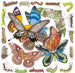 Bugs & Butterflies - Fine Art of Lucy Arnold