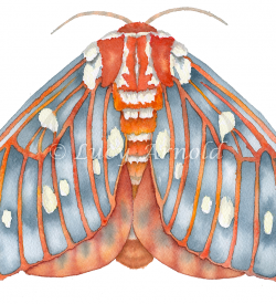 Regal Moth Citheronia-regalis