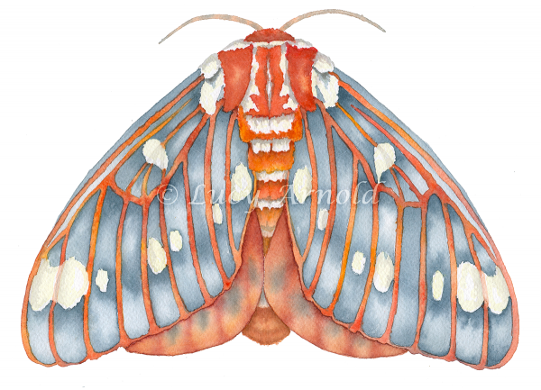 Regal Moth Citheronia-regalis