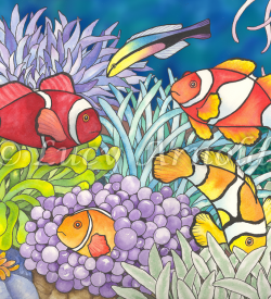 Clownfish waterolor by Lucy Arnold