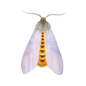 Milkweed Tussock Moth by Lucy Arnold