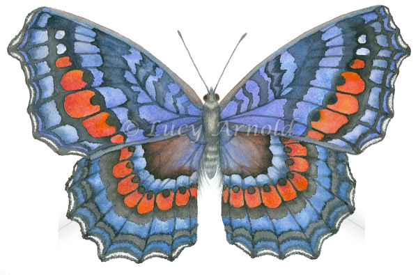 Gaudy Commodore butterfly Precis octavia