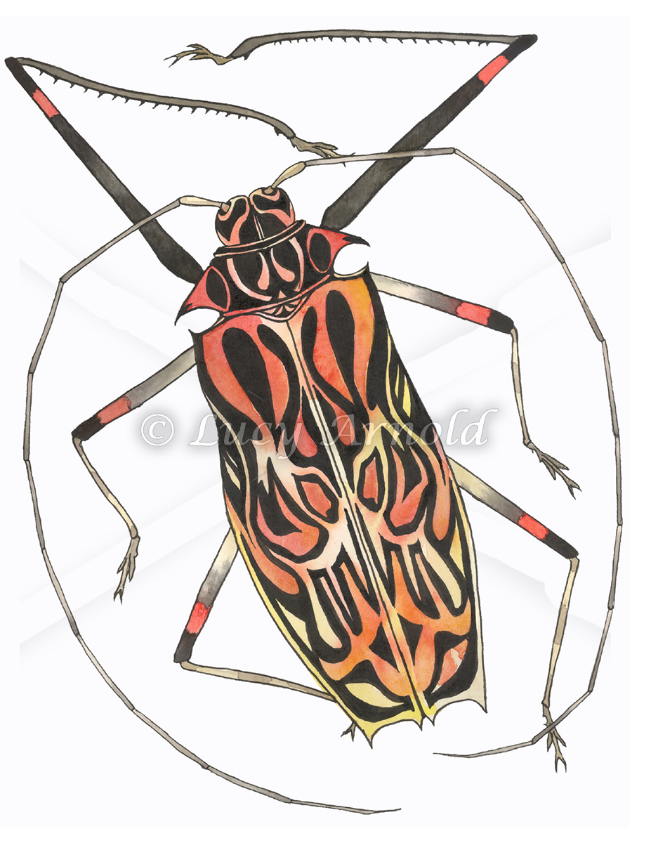 Harlequin Beetle watercolor by Lucy Arnold