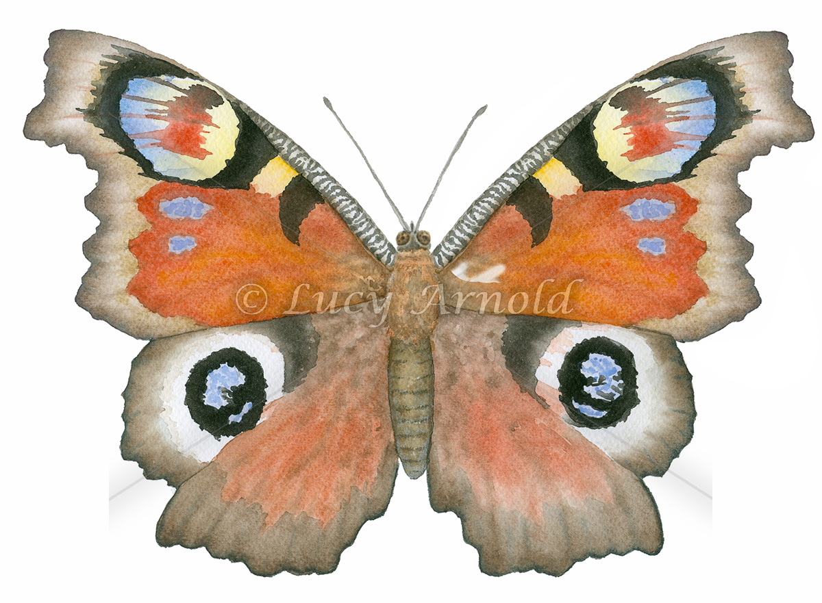 Peacock Butterfly Inachis io by Lucy Arnold