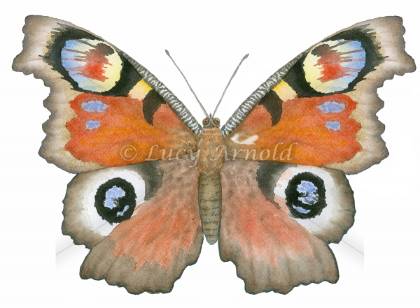 Peacock Butterfly Inachis io by Lucy Arnold