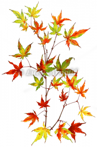 Japanese Maple leaves in autumn colors