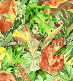 Fallen leaves of madrone, oak and bay watercolor by Lucy Arnold