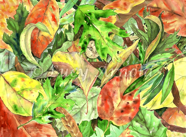 Fallen leaves of madrone, oak and bay watercolor by Lucy Arnold