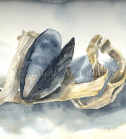 Mussel Shell watercolor painting by Lucy Arnold