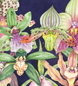 Orchids watercolor by Lucy Arnold