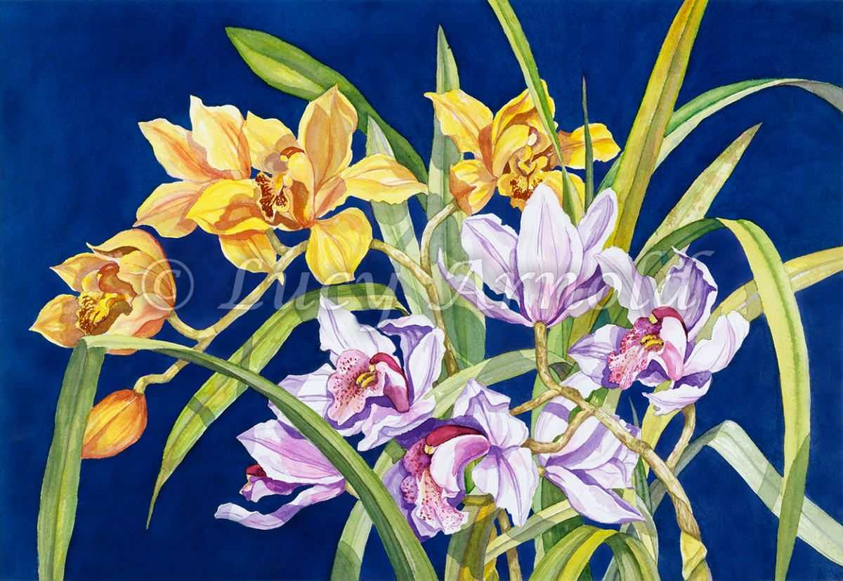 Cymbidium orchids in blue background by Lucy Arnold