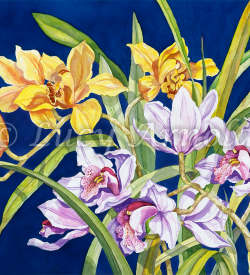 Cymbidium orchids in blue background by Lucy Arnold
