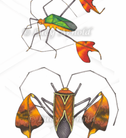 Passionvine Bugs