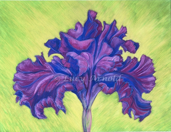 Purple Iris pastel by Lucy Arnold