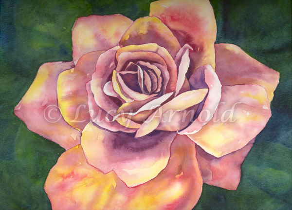 rose watercolor