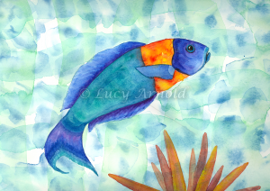 Saddle Wrasse watercolor by Lucy Arnold
