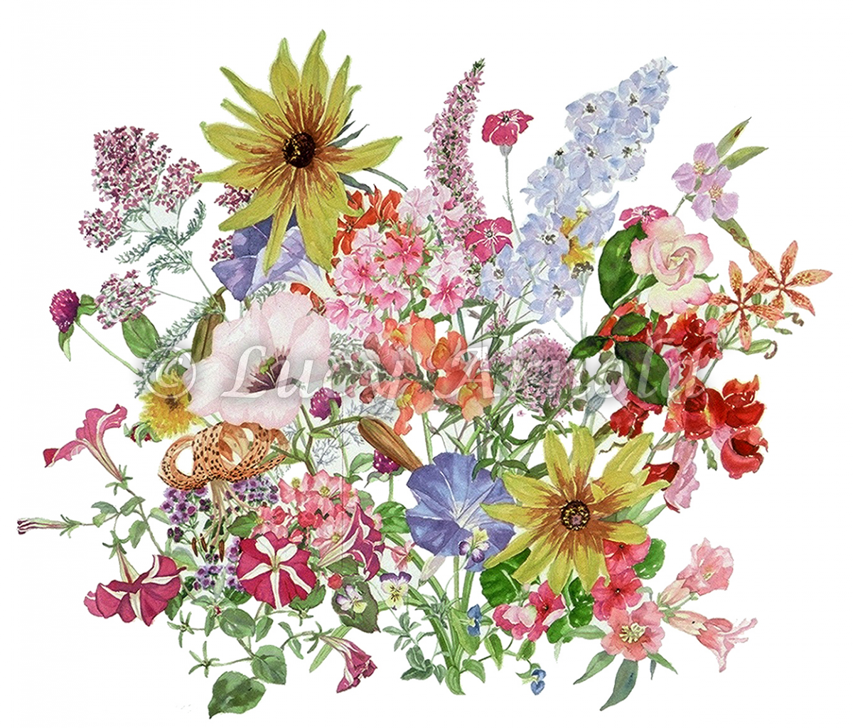 Summer garden flowers by Lucy Arnold