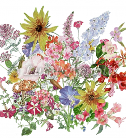 Summer garden flowers by Lucy Arnold
