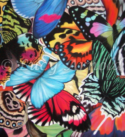 tropical butterflies