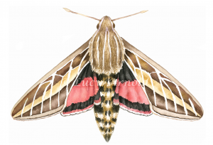 Whitelined Sphinx Moth Utetheisa ornatrix