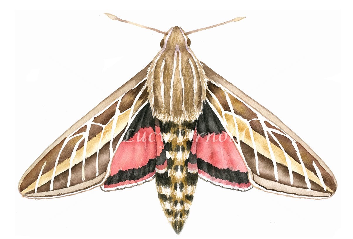 Detailed information on White Lined Sphinx (Hyles lineata)