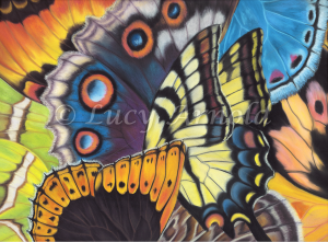 Butterflies of North America butterflly art by Lucy Arnold