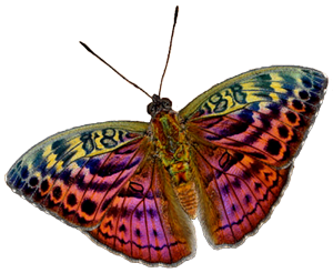 Resplendant Forester Butterfly