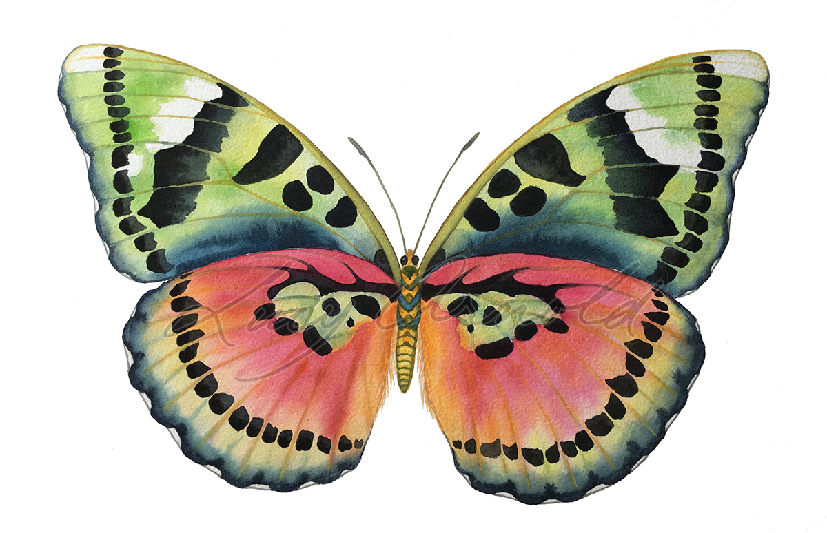 Common Pink Forester Butterfly watercolor