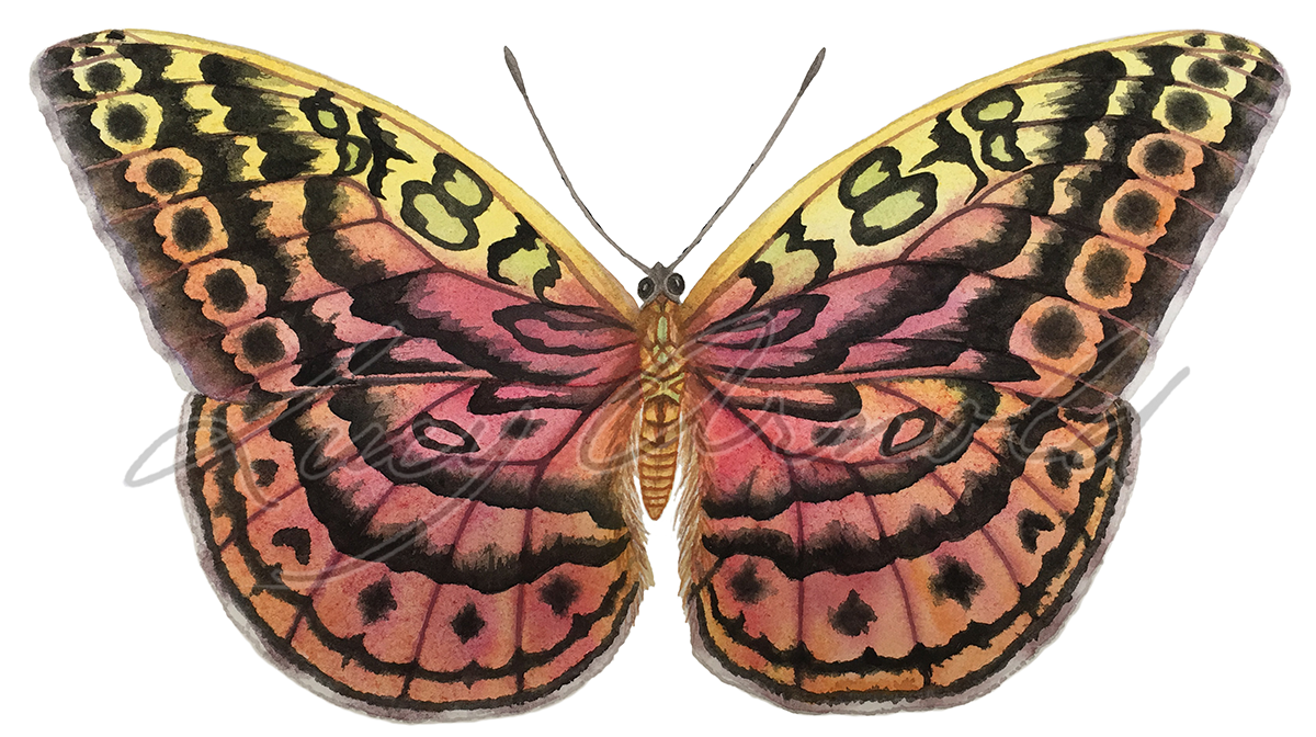 Resplendent Forester Butterfly, Bebearia sp.