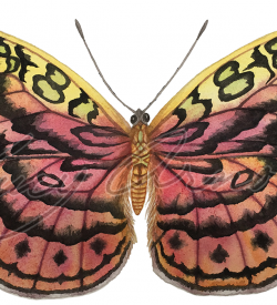Resplendent Forester Butterfly, Bebearia sp.