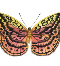 Resplendent Forester Butterfly