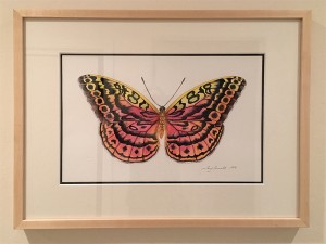 Resplendent Forester Butterfly framed