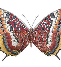 Charaxes jasius butterfly AKA Two-tailed Pasha