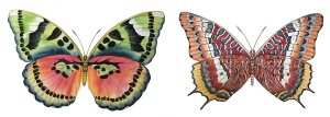 Common Forester & Charaxes butterflies by Lucy Arnold